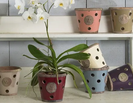 Vasi orchidee