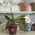 Vasi orchidee