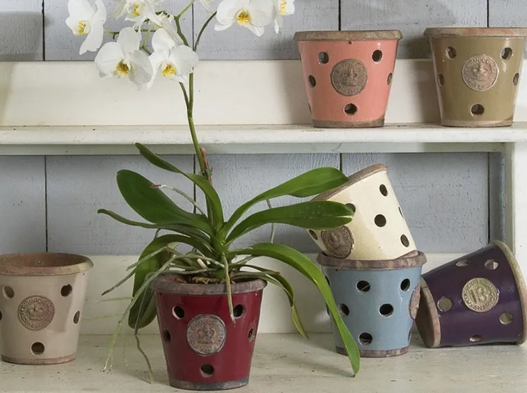Vasi orchidee