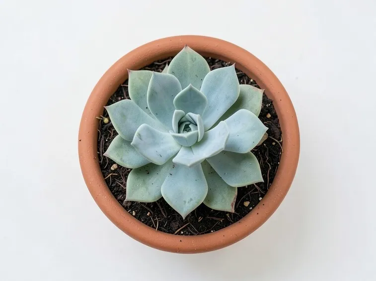 Pianta grassa vaso terracotta