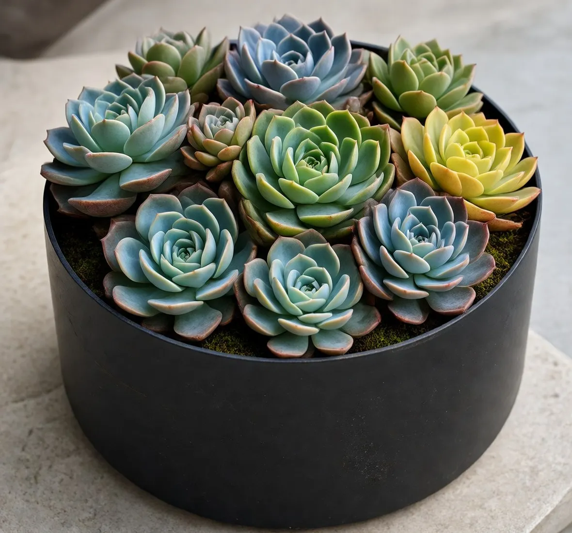 Vaso plastica piante grasse