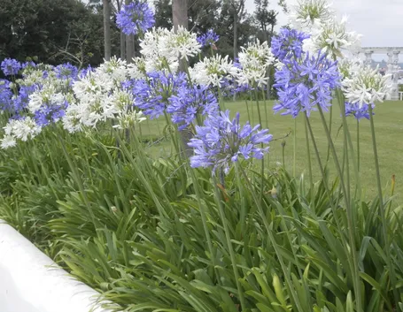 Agapanthus con fiori nei tipici colori