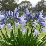 Agapanthus con fiori nei tipici colori