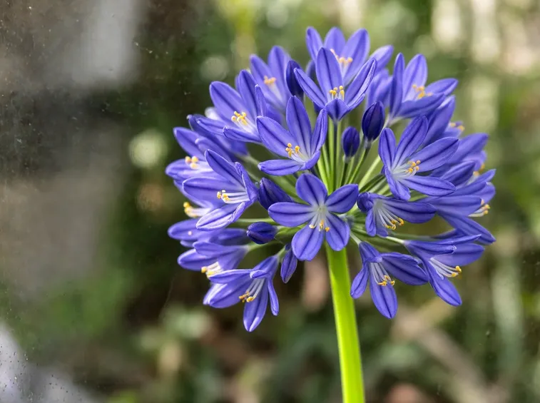 Fiore di Agapanthus