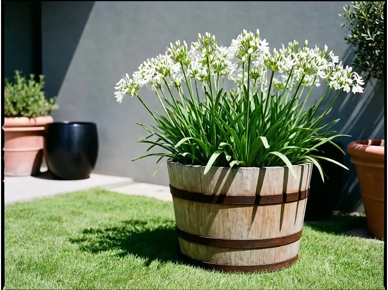 Agapanthus vaso