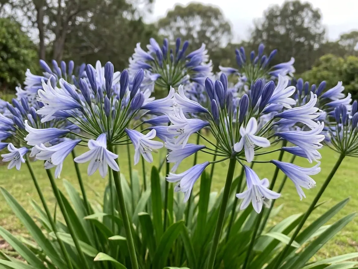 Agapanthus con fiori nei tipici colori