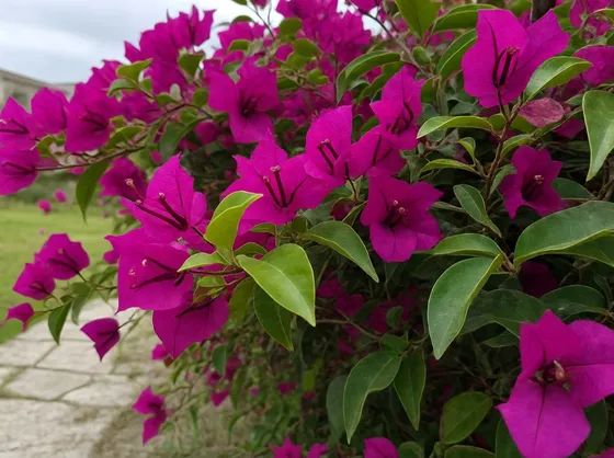 Bouganvillea color magenta