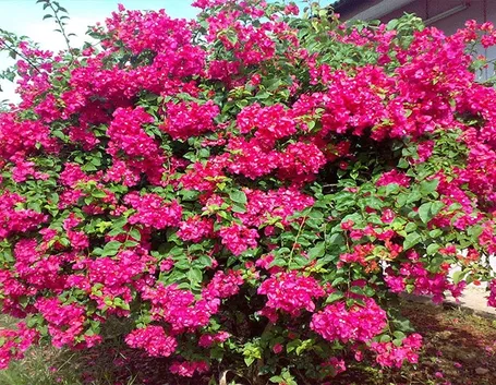 Bouganvillea color magenta
