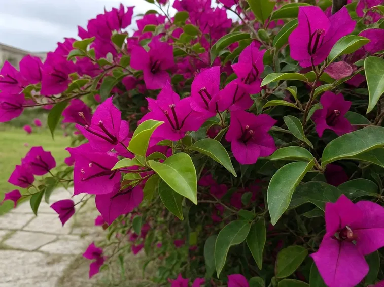 Bouganvillea color magenta