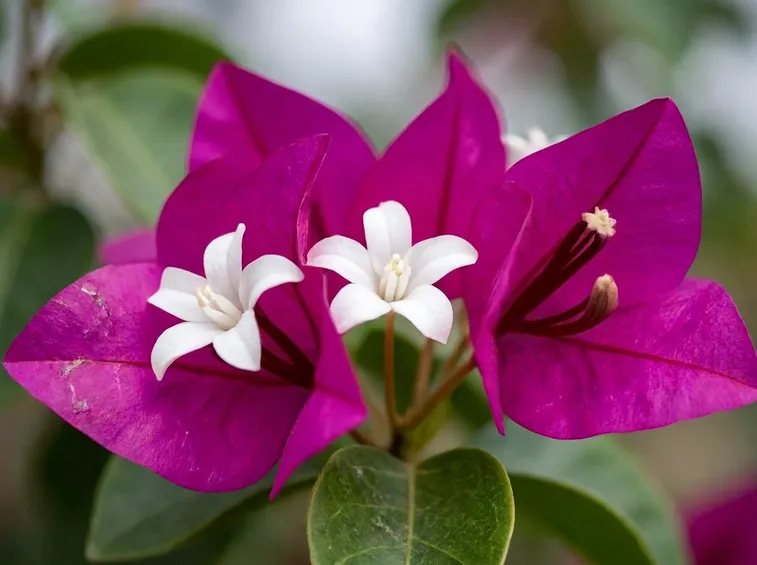 Fiori bianchi di bouganvillea