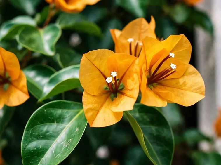Bouganvillea gialla
