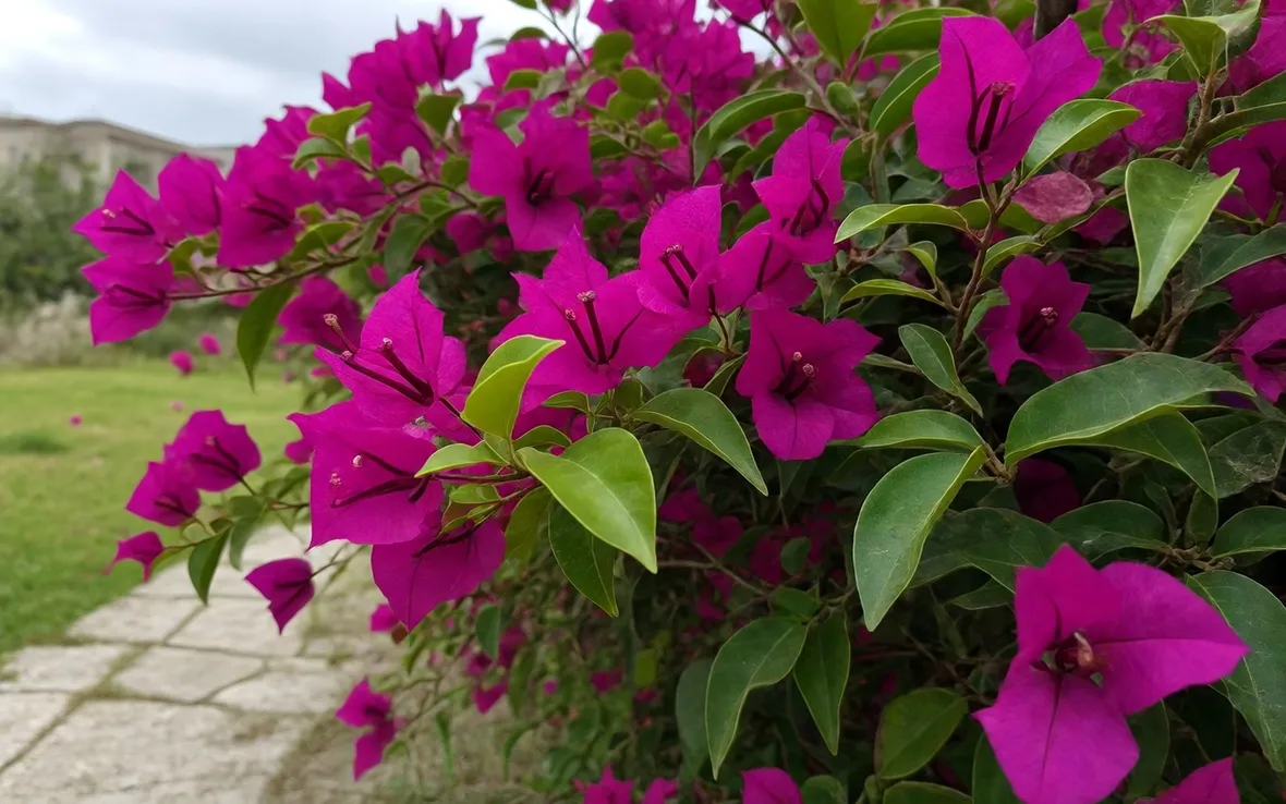 Bouganvillea color magenta