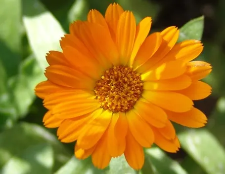 Il fiore aranciato della calendula