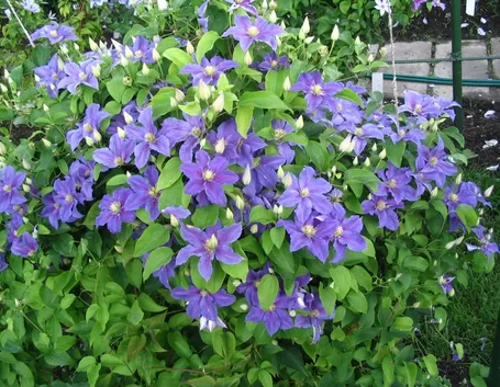 Rigoglioso cespuglio di Clematis