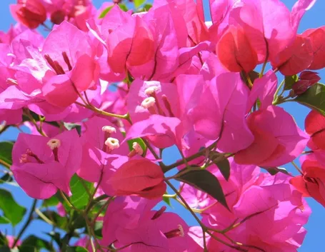 Bouganville Glabra