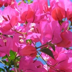 Bouganville Glabra