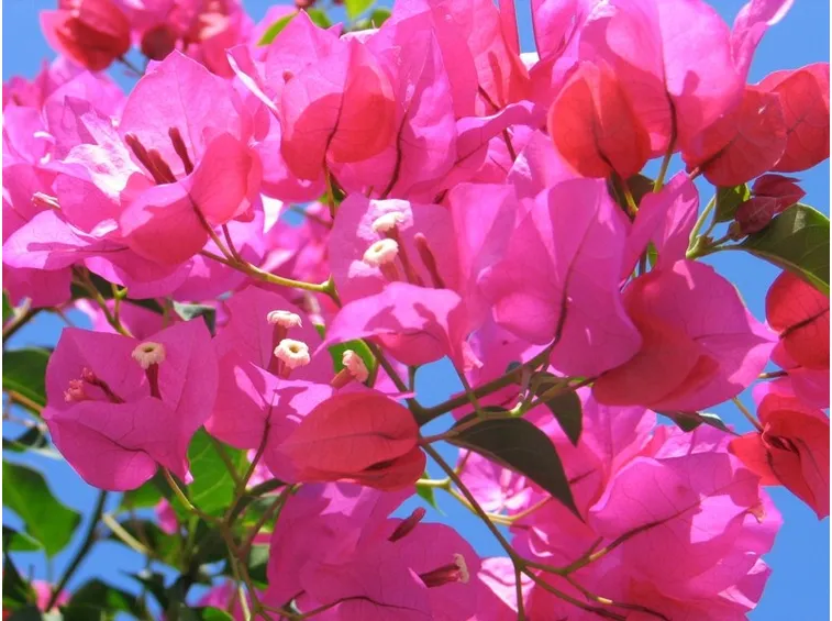 Bouganville Glabra