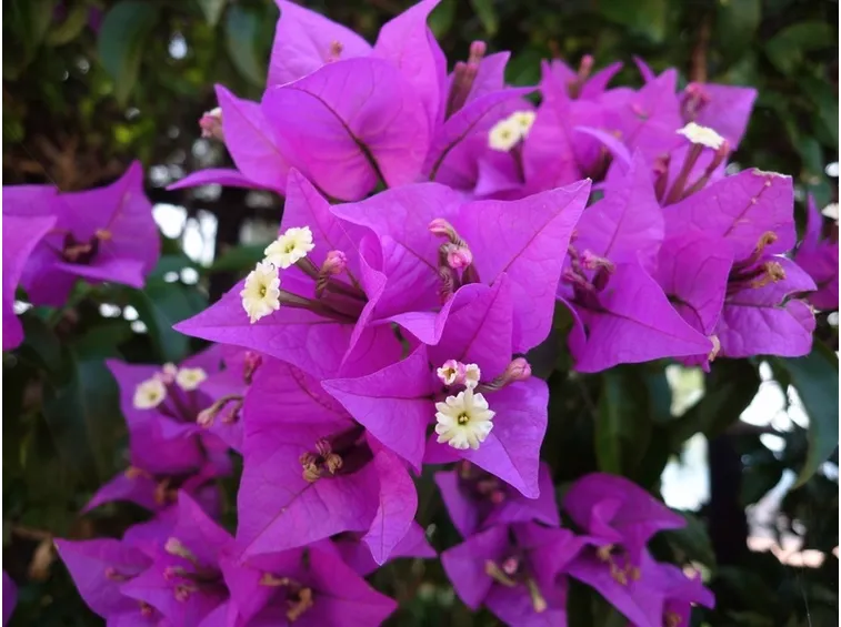 Bouganville pianta rampicante