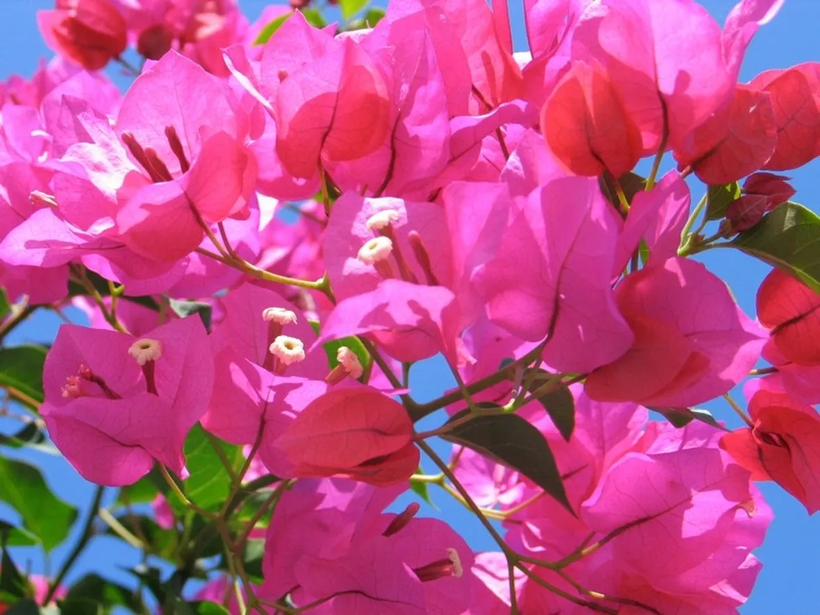 Bouganville Glabra