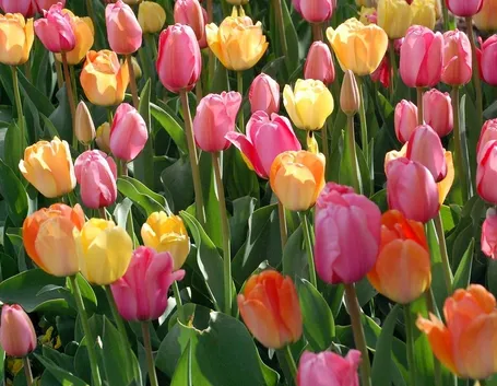 Tulipani colorati