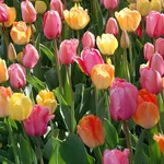 Tulipani colorati
