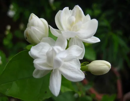 Fiori gelsomino