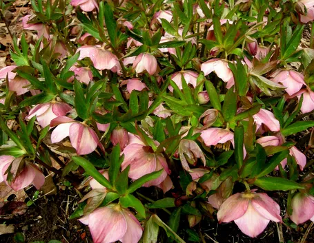 Helleborus