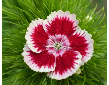 Fiore garofano