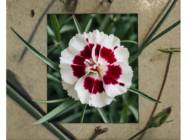Fiore garofano