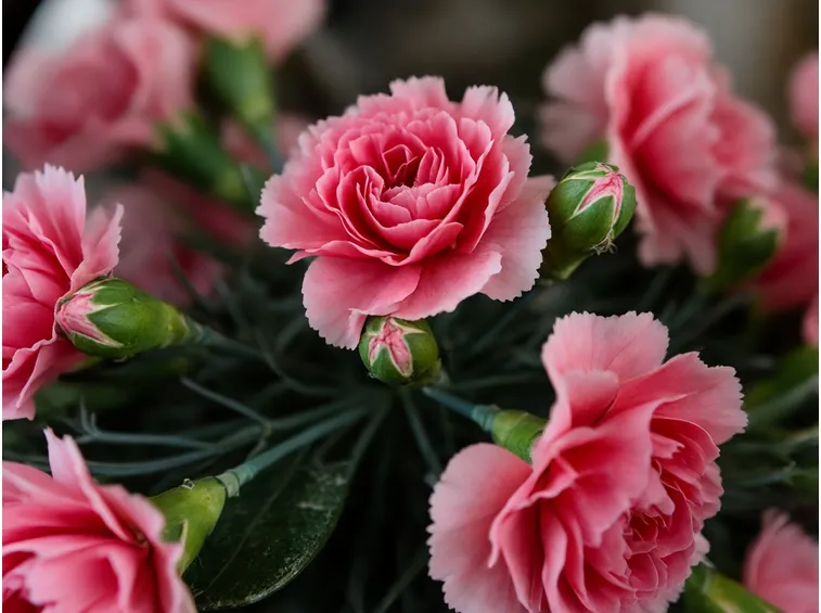 I Garofani rosa e boccioli