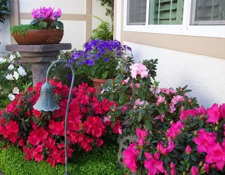 Ciclamini nei vasi del giardino