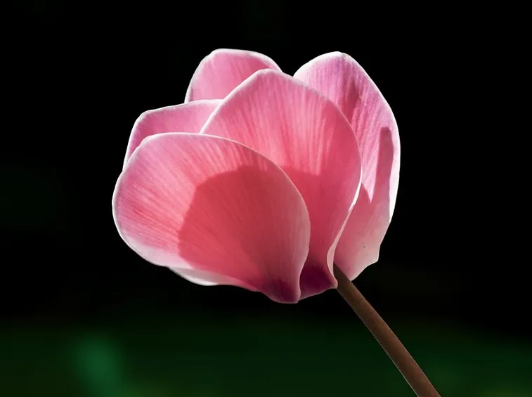 Petali ciclamino