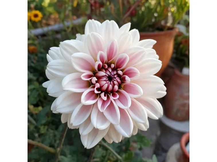 Crisantemo bianco e rosa