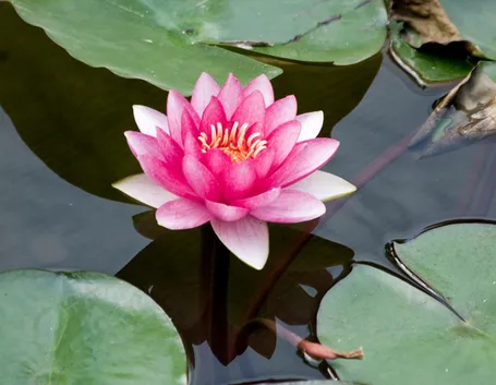 Fiore di loto rosa