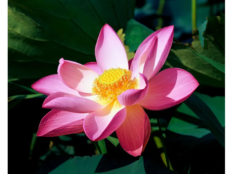Il fiore di loto sacro