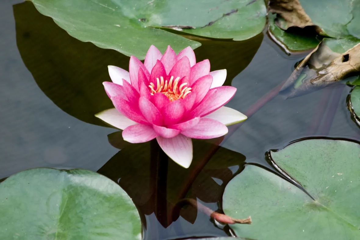 Fiore di loto rosa