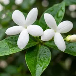 Gelsomino appena annaffiato