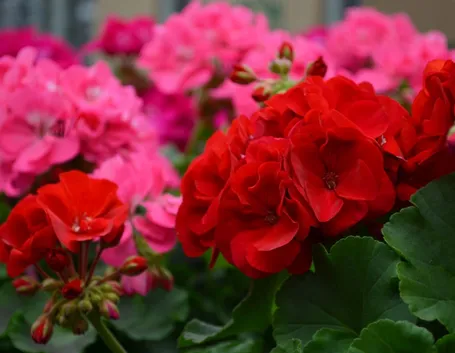 Fiori di geranio