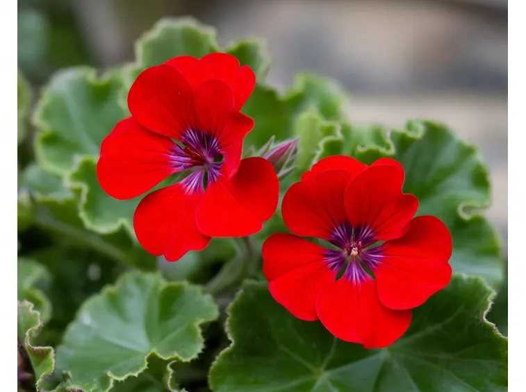 Gerani di colore rosso
