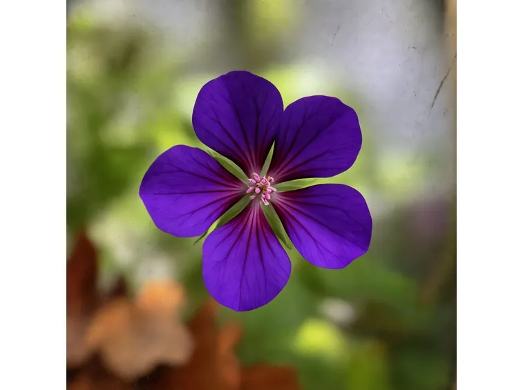 Primo piano di un fiore