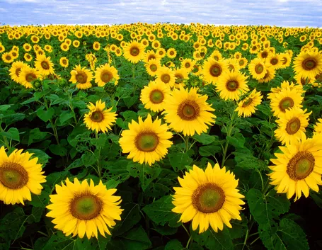 Un campo di girasoli