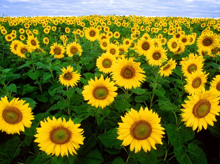 Un campo di girasoli
