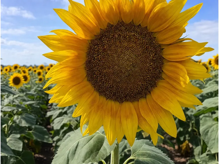 Campo girasoli