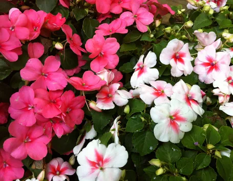 Esemplari di Impatiens Nuova Guinea