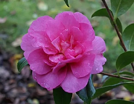 Irrigare delicatamente la camelia