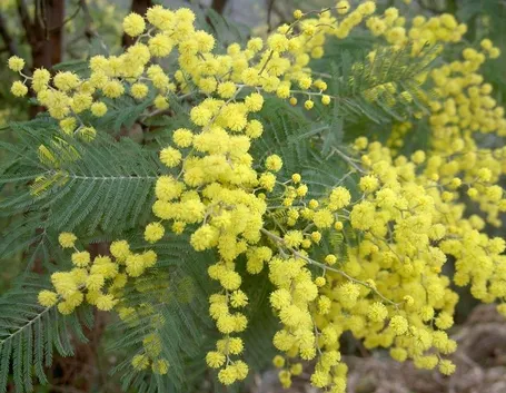 Mimosa