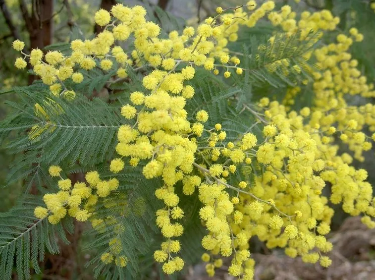 Mimosa