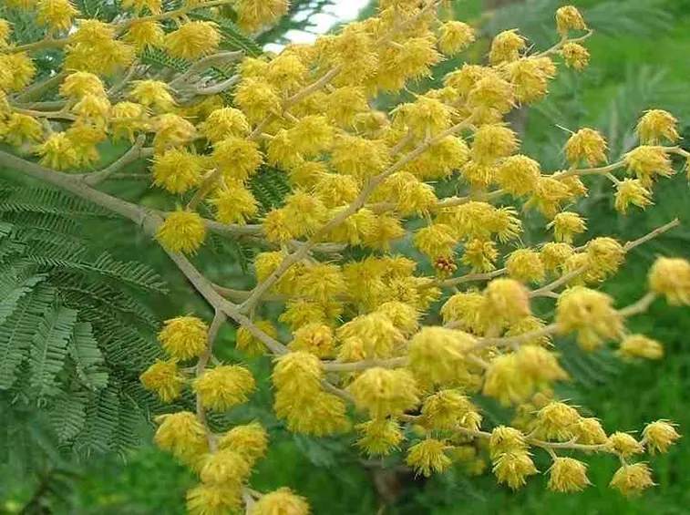 Mimose pianta