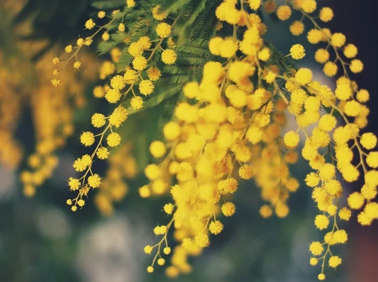 Fiori mimosa