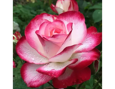 Esempio di rose botaniche
